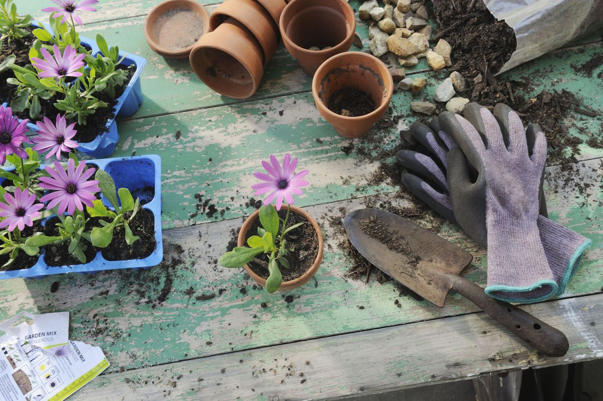 Gardening  pots and gloves