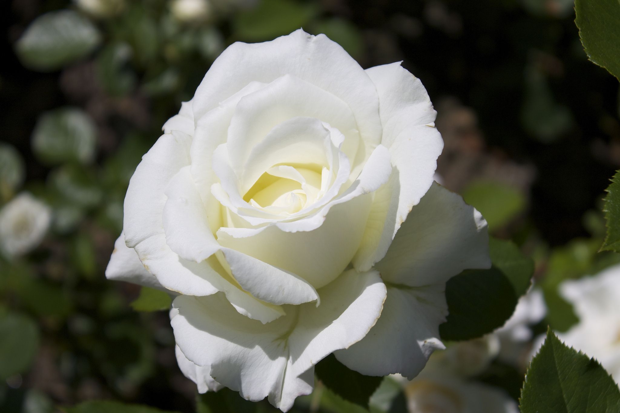 white flower rose