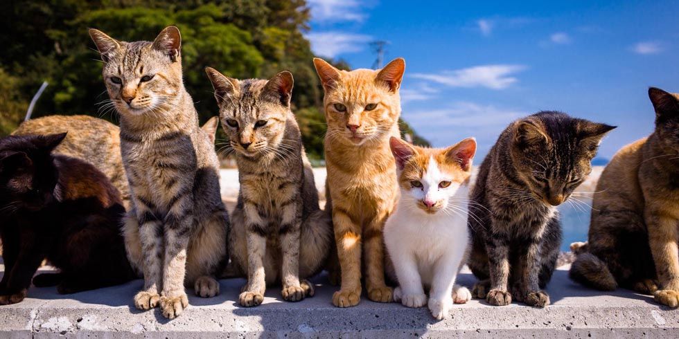 Cat Island': Felines Outnumber Humans on Japan's Aoshima Island