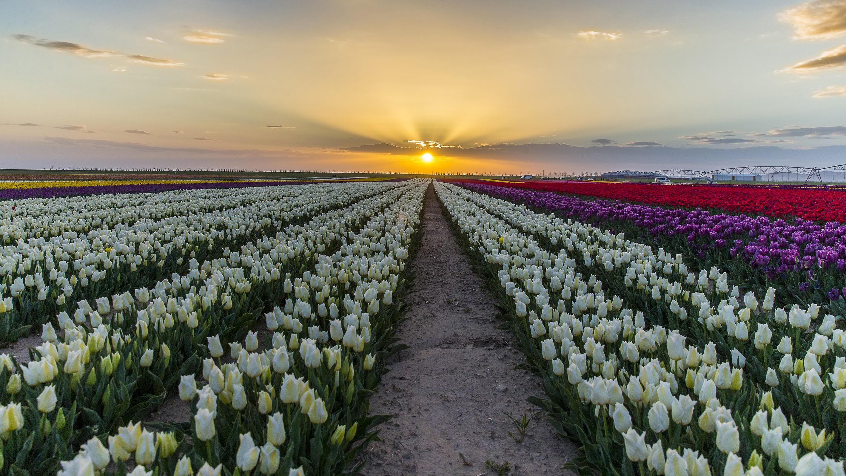 Tulip Fields in Europe - Beautiful Photos of Tulip Fields