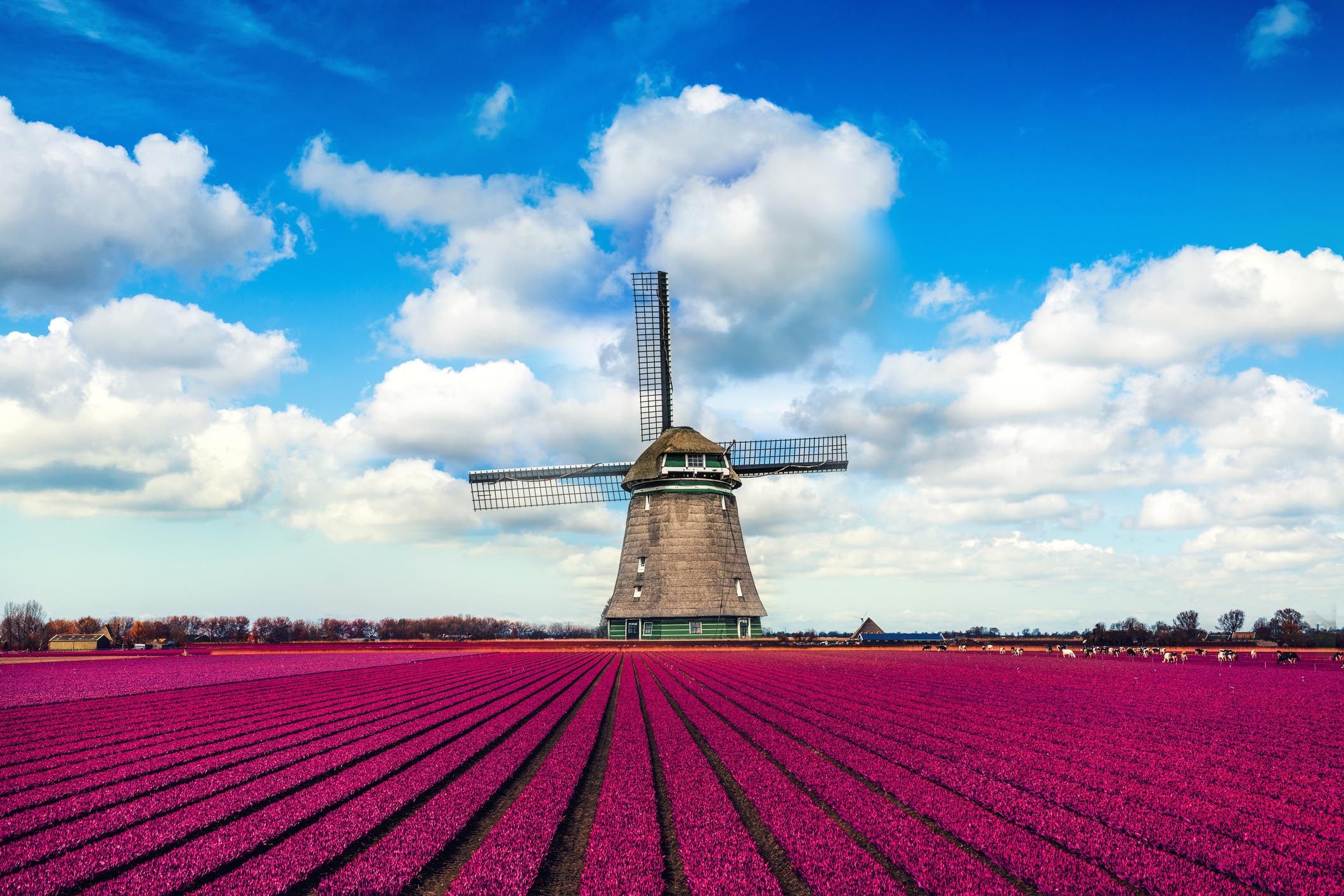 Tulip Fields in Europe - Beautiful Photos of Tulip Fields