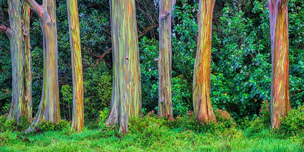 Rainbow Eucalyptus Trees Are Unreally Beautiful