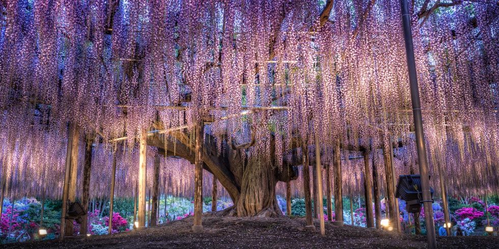 Japanese wisteria outlet