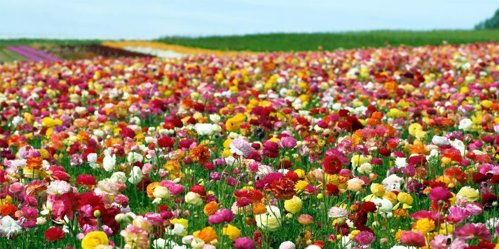 A Riot of Color, Ranunculus at the Carlsbad Flower Fields in