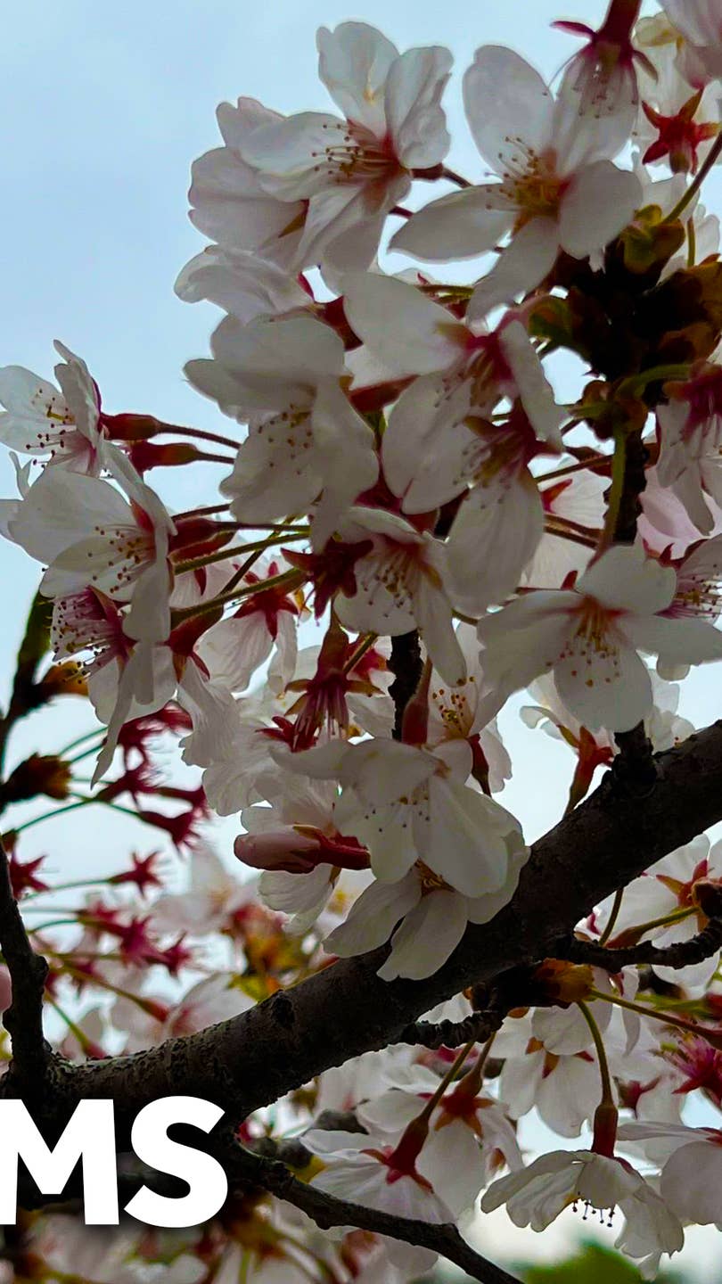 Cherry blossoms in full bloom for 2024 in DC