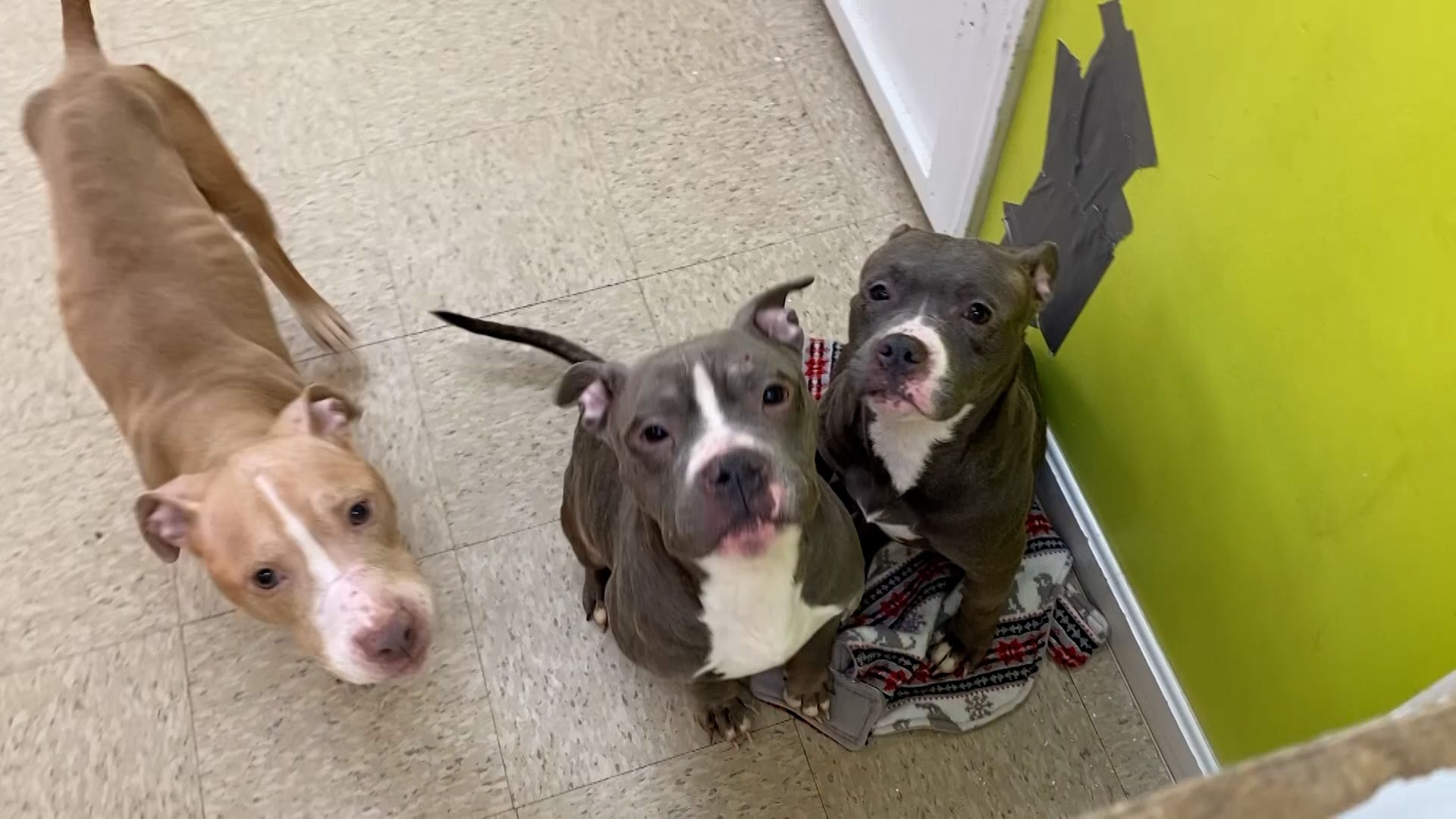 Pit bulls abandoned in Mass. city show signs of abuse malnourishment