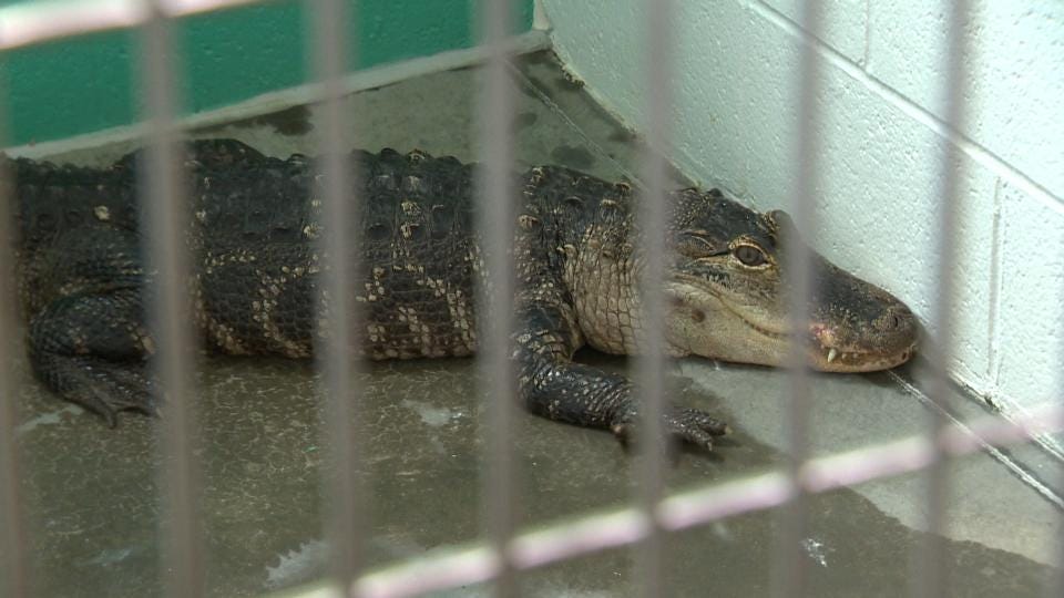 Man Walking Dog Spots 5 Foot Alligator In Pittsburgh