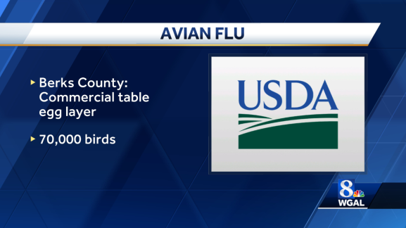 Avian flu found in another Berks County flock