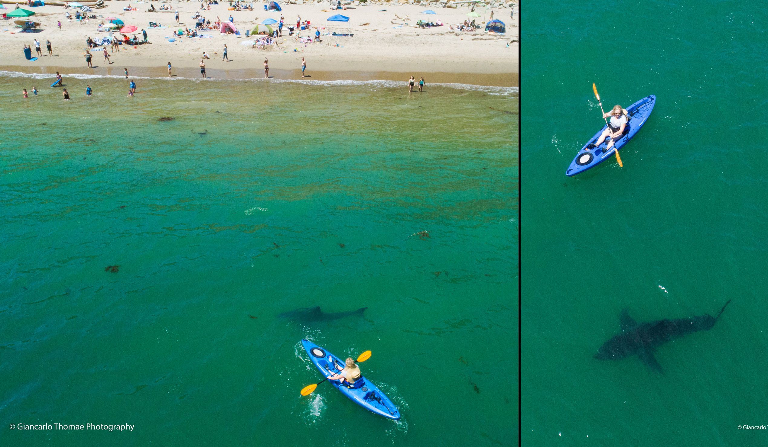 Monterey Bay shark experts report spike in great whites swimming