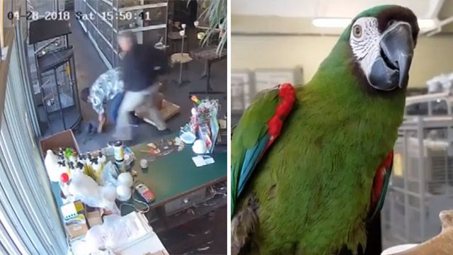 Birds LOVE Strawbucks Bird Toy for Small Parrots for Pulling Hanging Chewing Paper /& Plastic