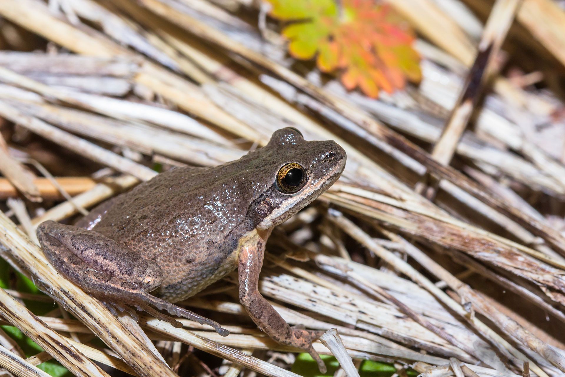Frog mating season in the Ozarks caught on video