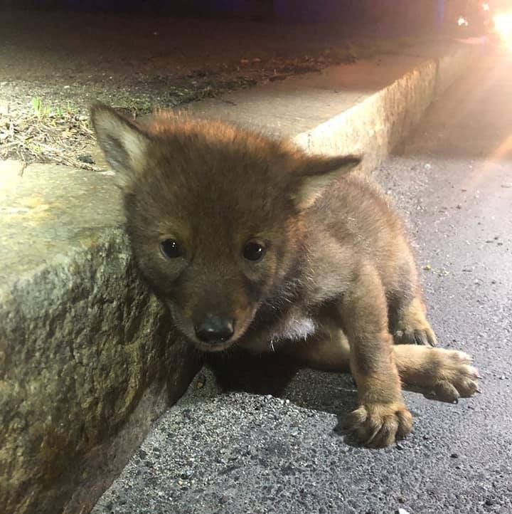 Rescue of SC dog with foot crushed in metal coyote trap goes viral