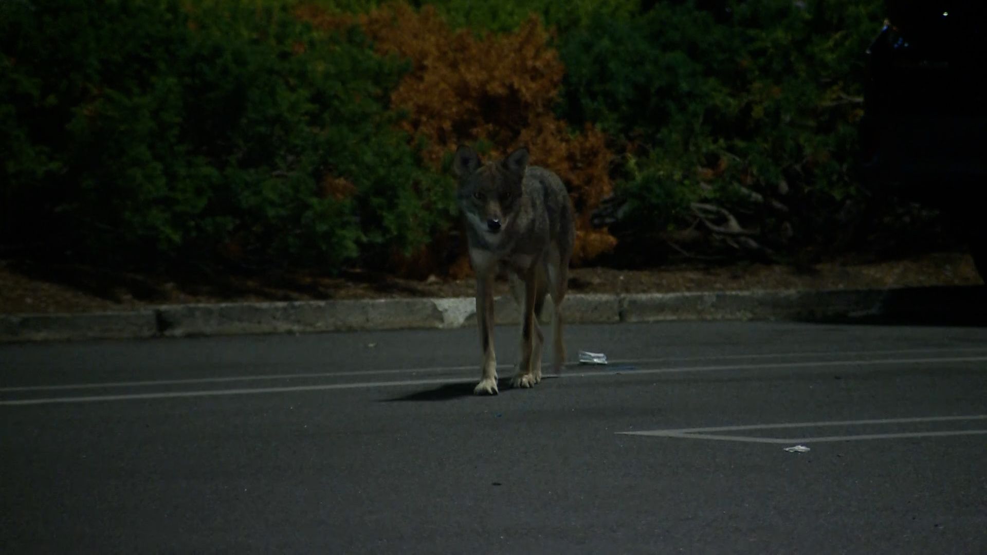 Coyote bites woman in parking lot of North Shore restaurant