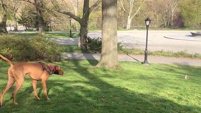 why do dog chase squirrels