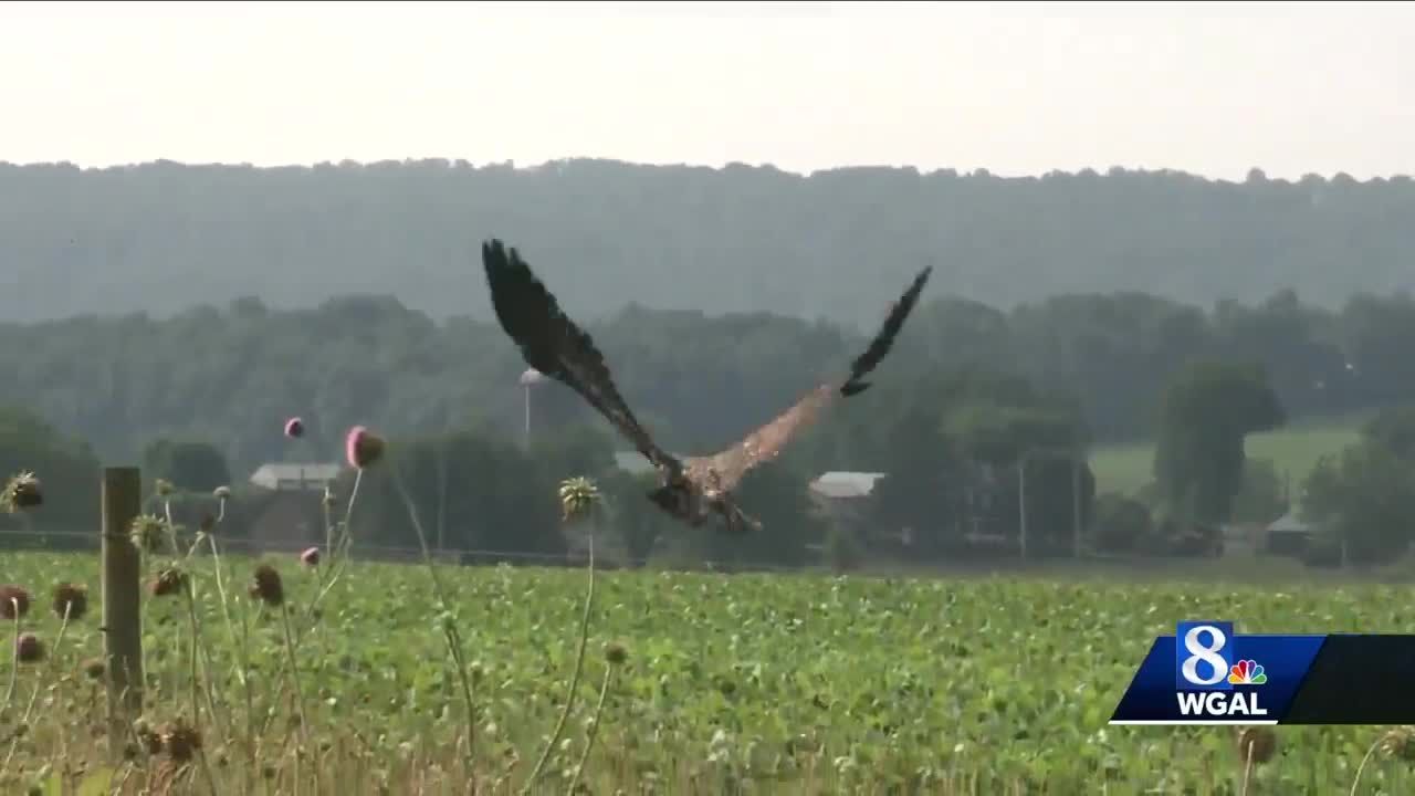 Bald Eagle Nursed Back To Health Released In Lancaster County