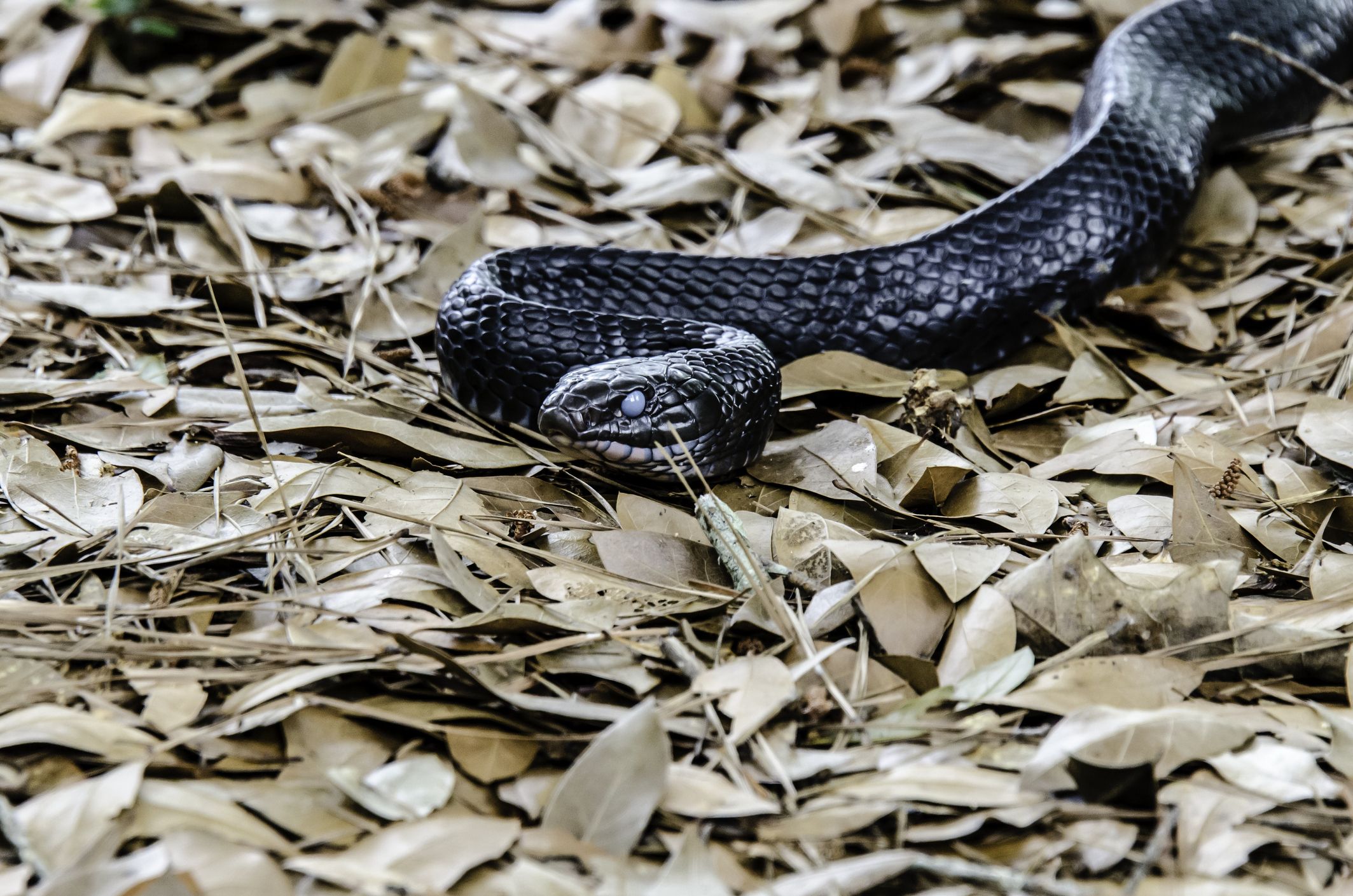 Alabama: Eastern indigo snake found in the state for just the second time  in 60 years