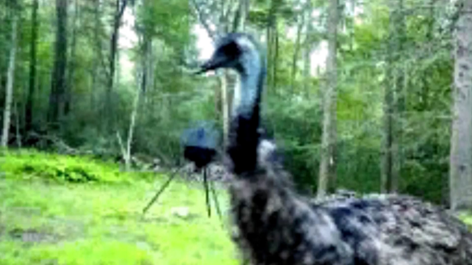Loose emu evades capture in Lakevillev_1N5nqFiRwB