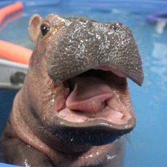Celebrate National Hippo Day With Fiona S Greatest Hits