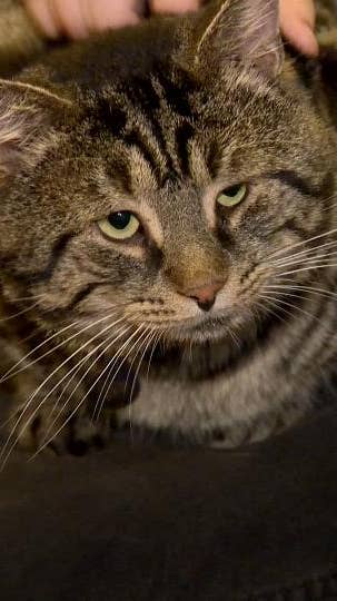 Sad-Faced Cat 'Fishtopher' Adopted From South Jersey Animal Shelter