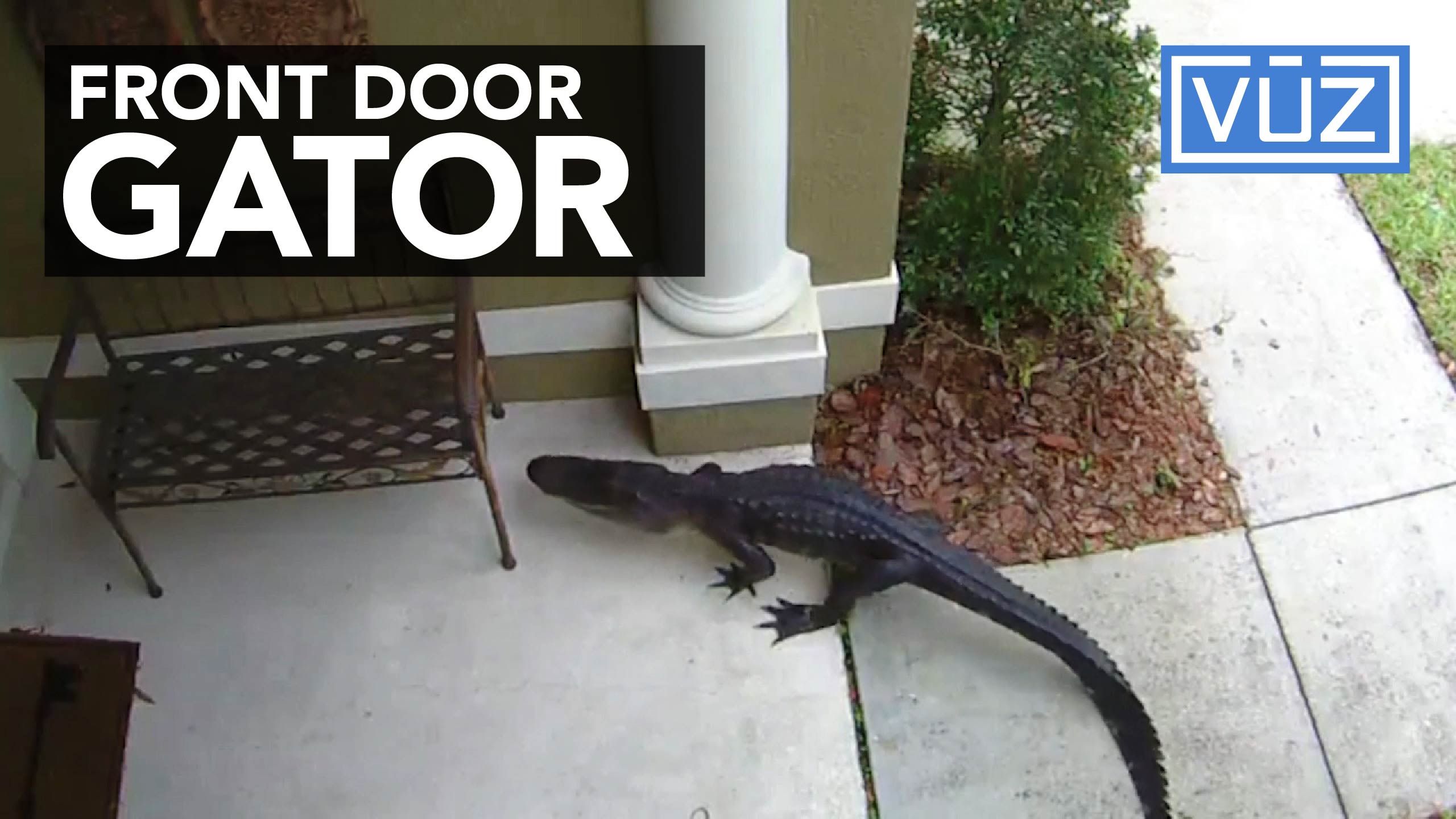 Woman Spots Alligator On Front Porch Through Cellphone App