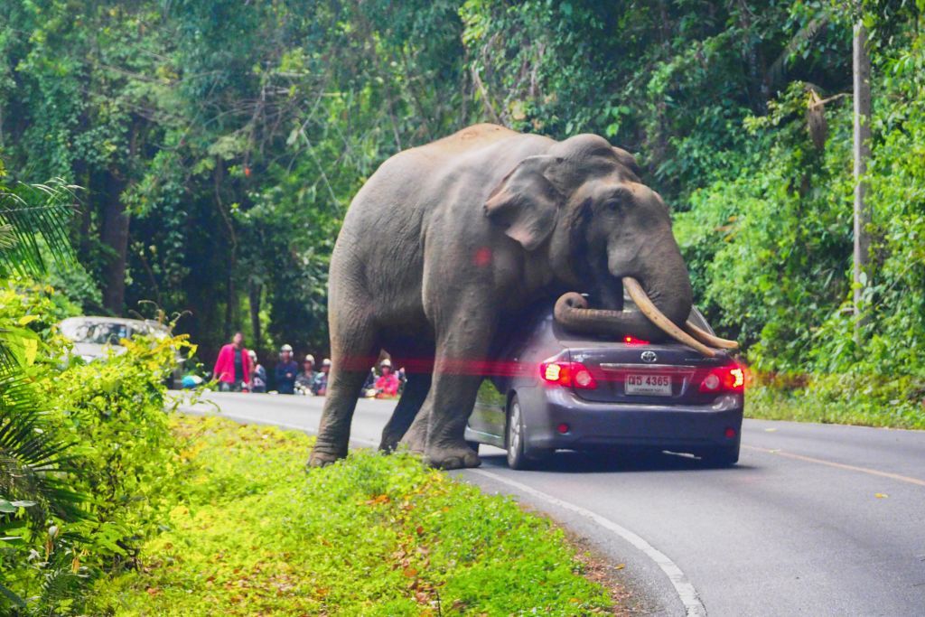 Pictured: The moment a huge elephant crushes safari couple's car