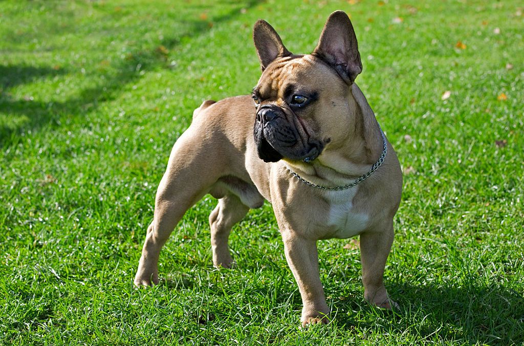 French bulldog 2024 show breeders