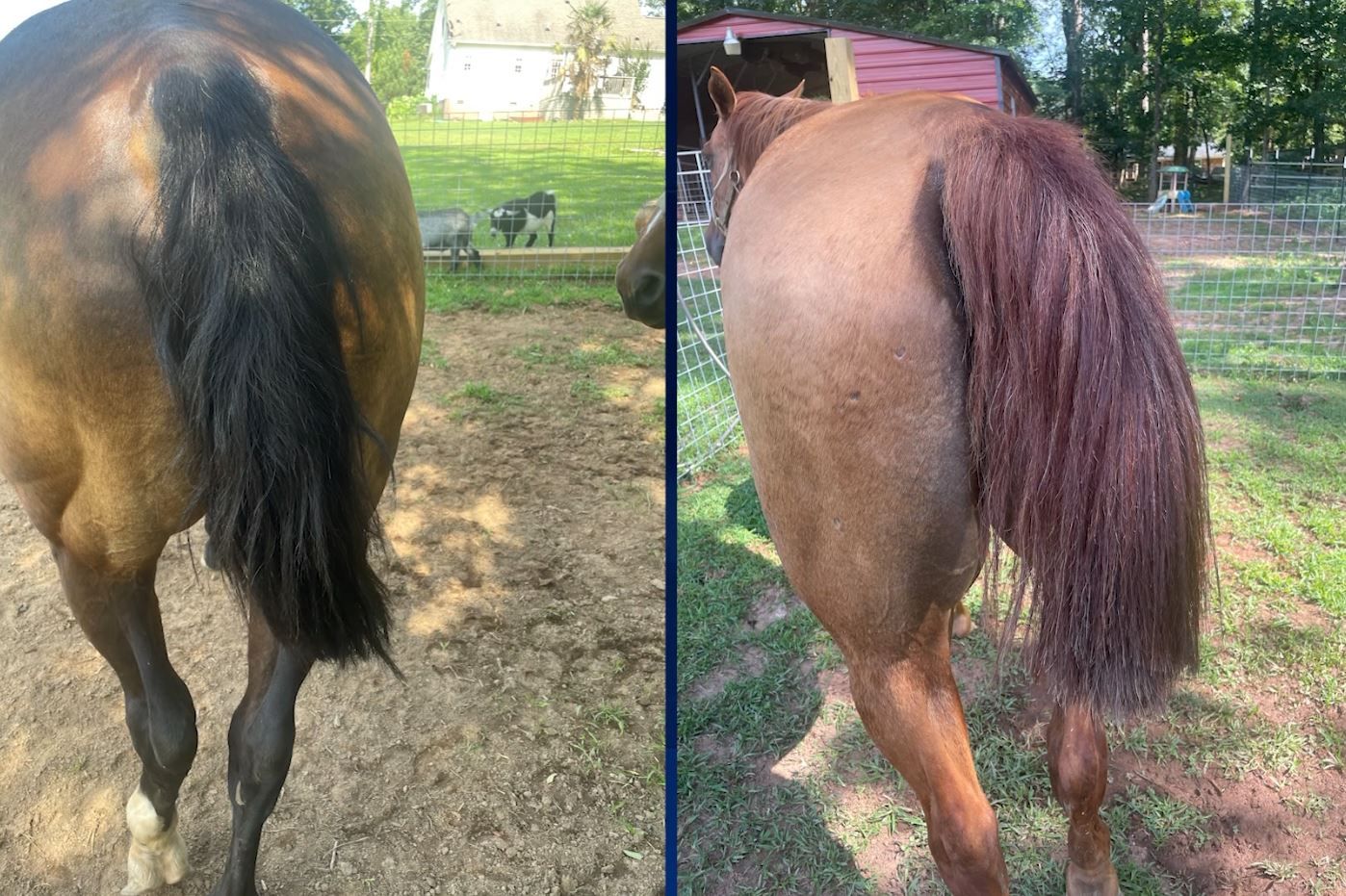 South Carolina: Horse tails cut off