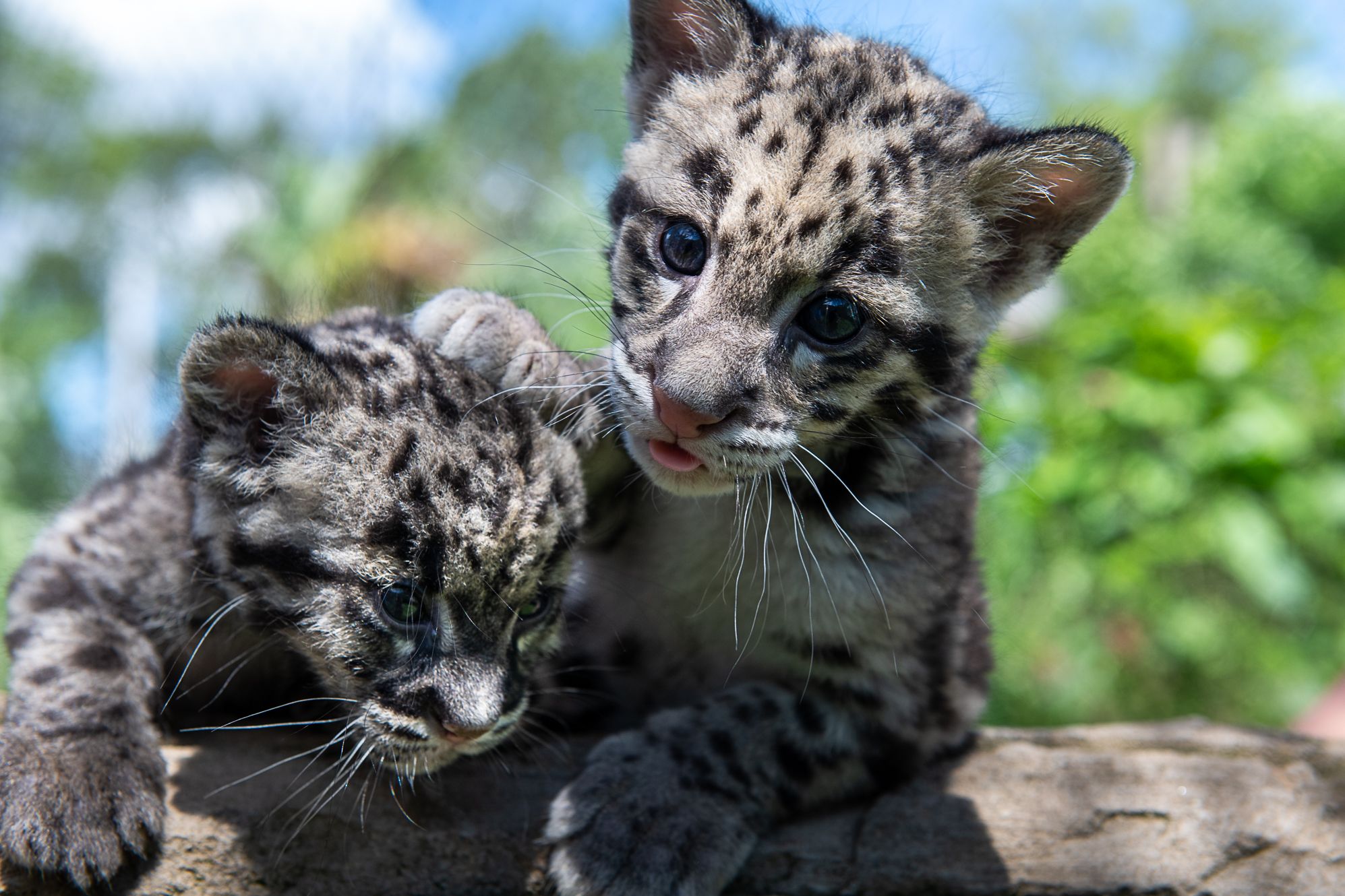 clouded leopard cubs