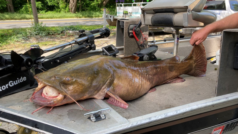 Susquehanna River flathead catfish beats Pennsylvania record