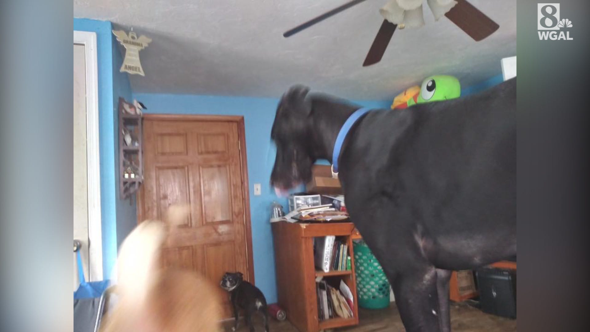 Missing Dog Found Service Dog That Ran Away During House Fire Is