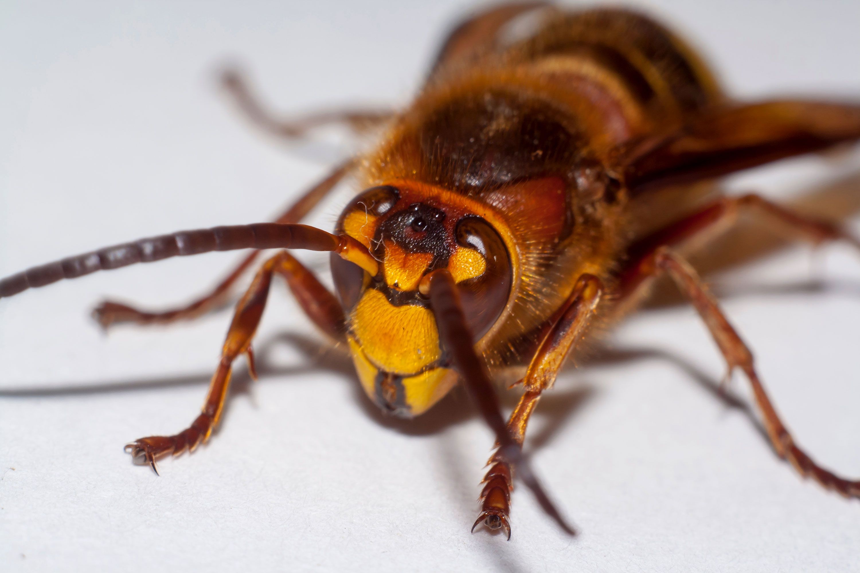 Murder Hornets Take Out Oklahoma Beehive? 