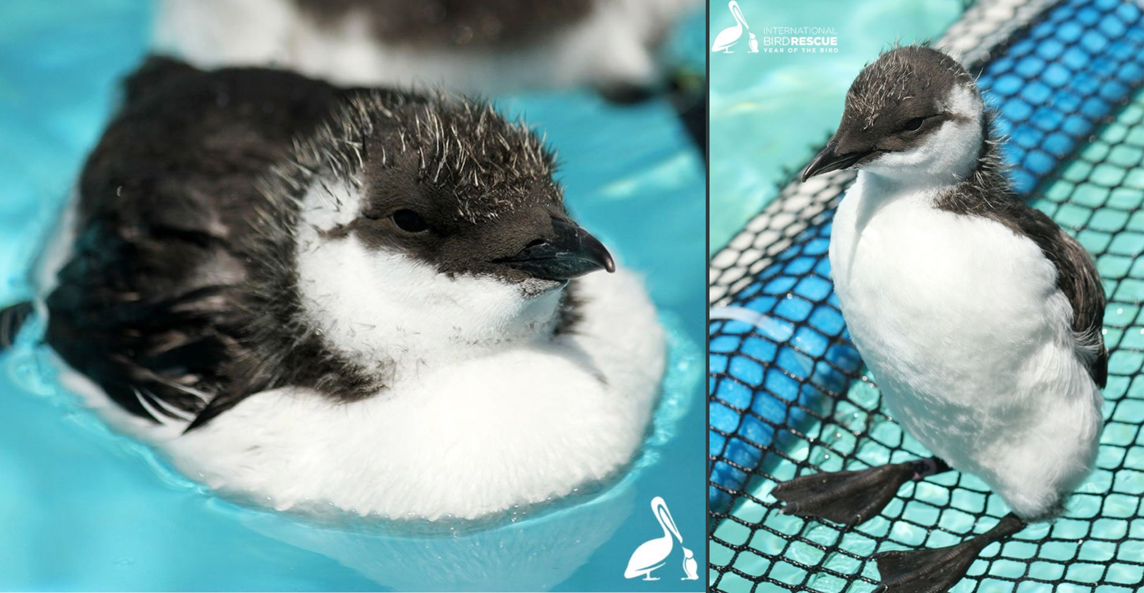 Baby sea birds rescued from Santa Cruz Monterey county beaches