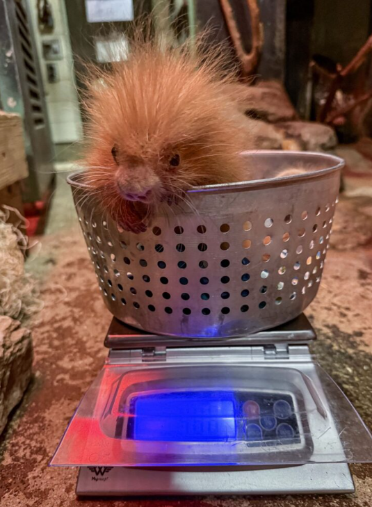 Adorable baby porcupine born at Milwaukee Zoo will steal your heart