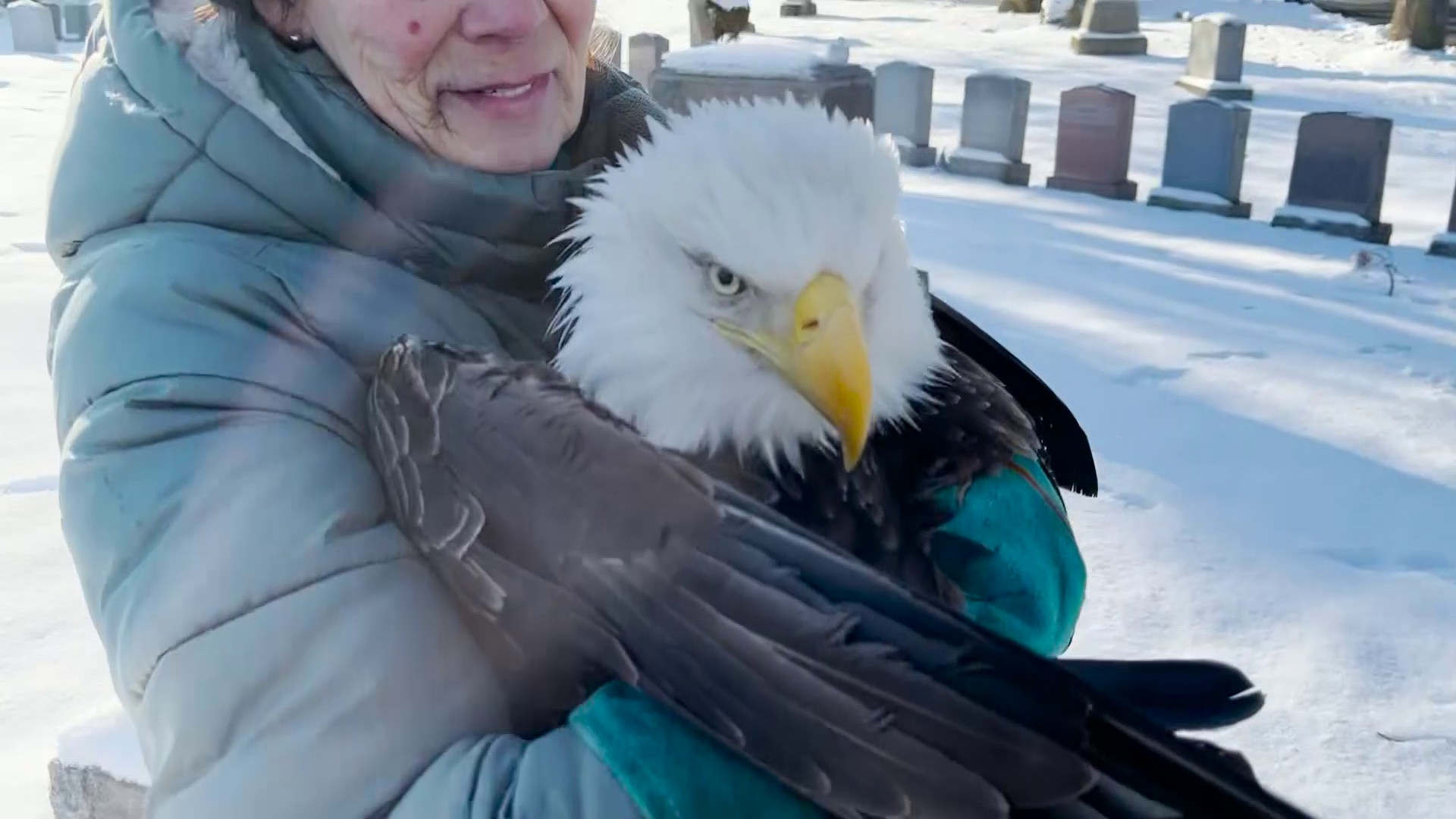 Eagles find it's not easy being green - ABC News