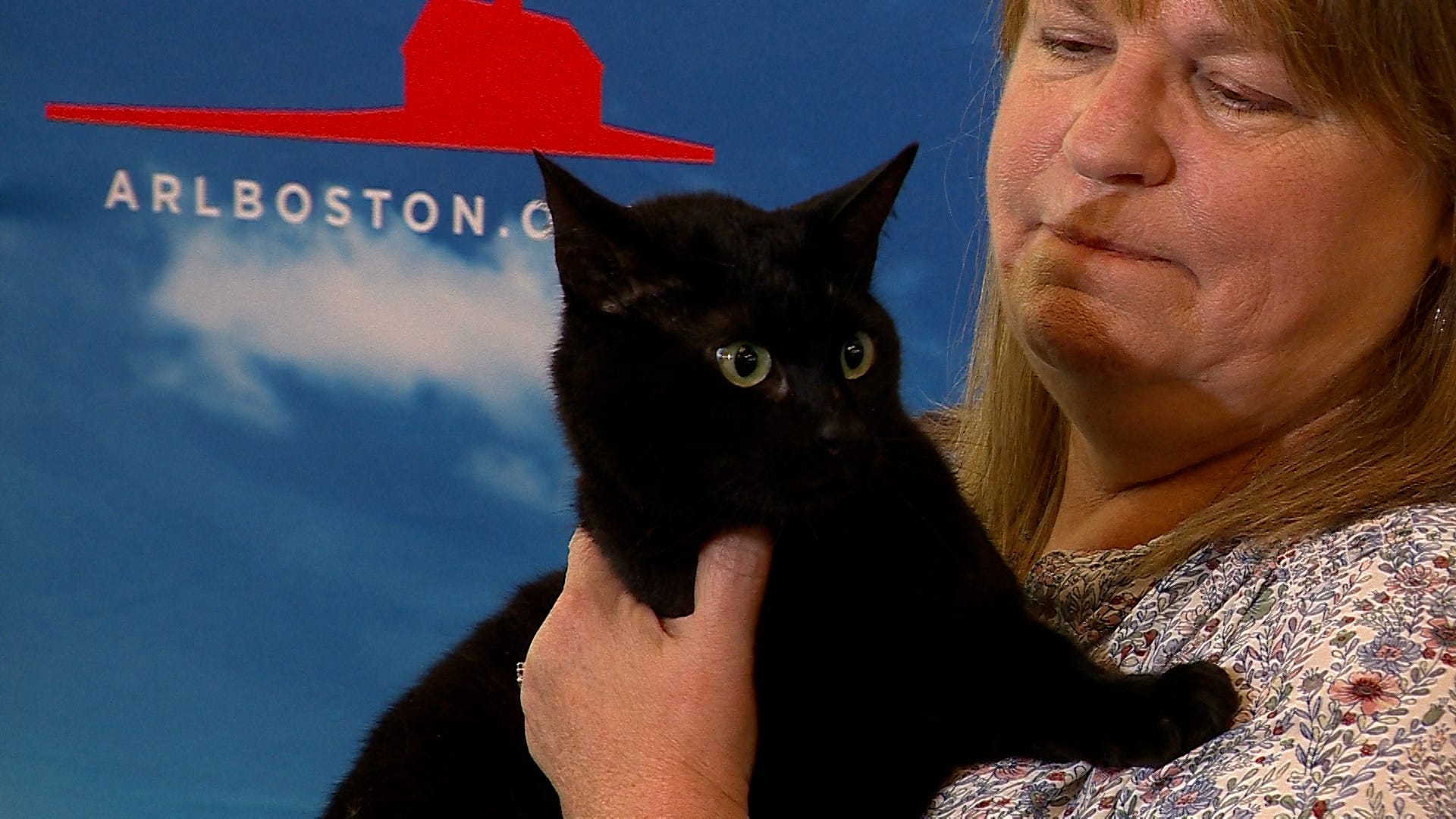 WCVB Channel 5 Boston - The Patriots might be playing the cats, but they're  not getting any support from local ones. 