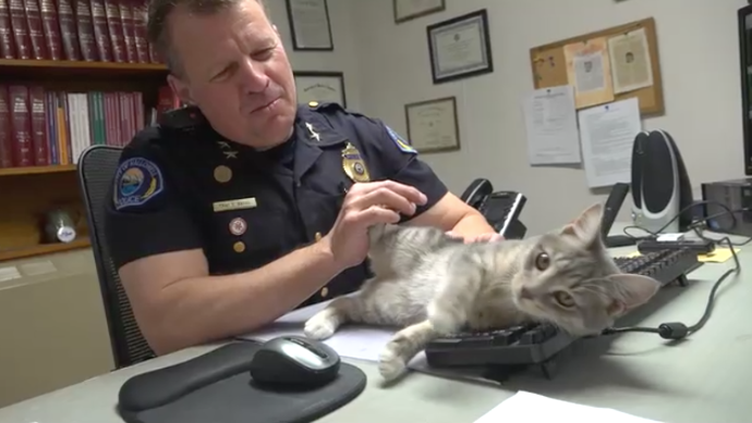 Police Cat Keeps A Close Eye On All The Officers