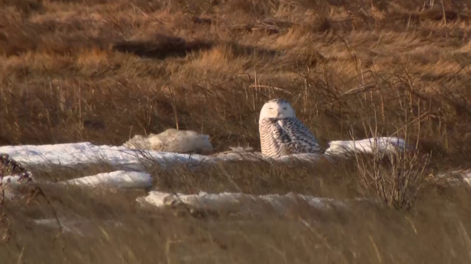 Go inside snowy owl expedition on Duxbury Beach!