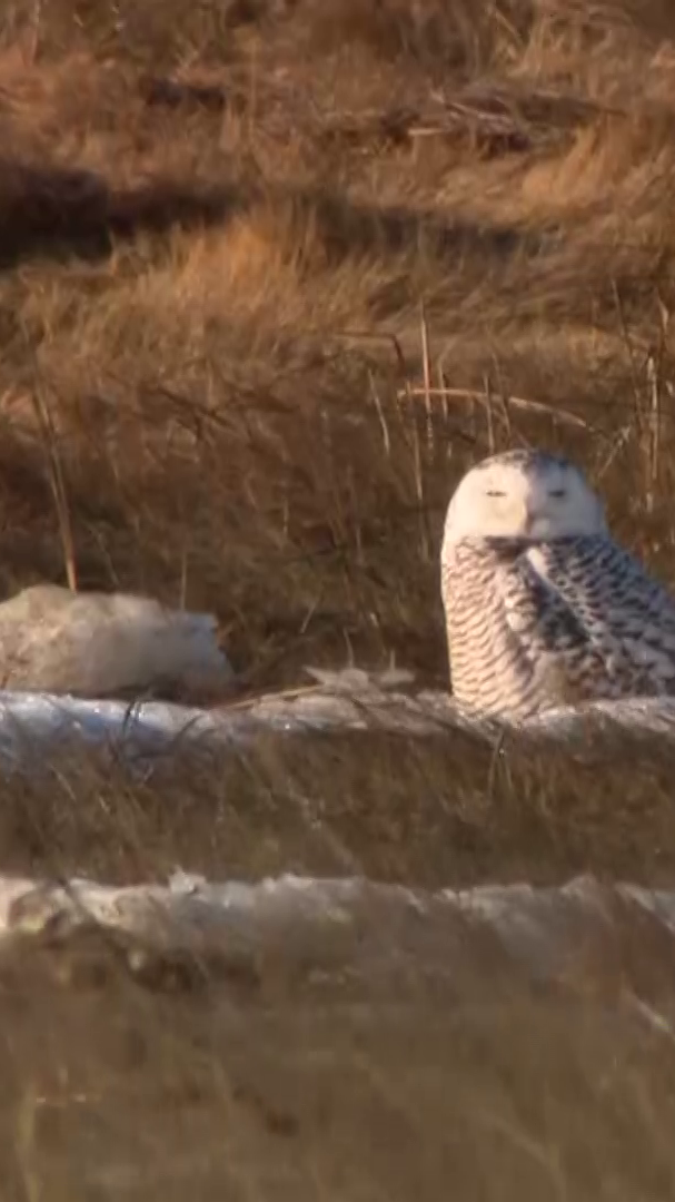 Go inside snowy owl expedition on Duxbury Beach!