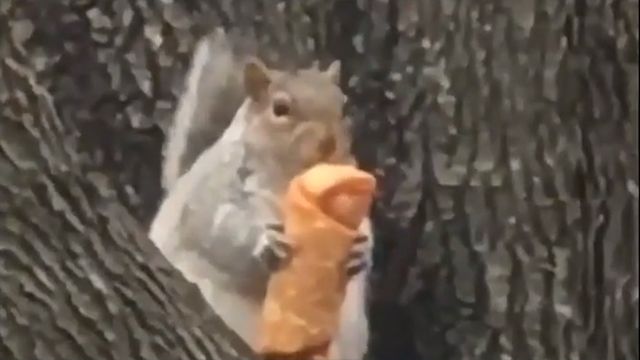 Squirrel In Tree Eats Egg Roll Viral Video Shows Squirrel In Tree Eats Egg Roll Viral