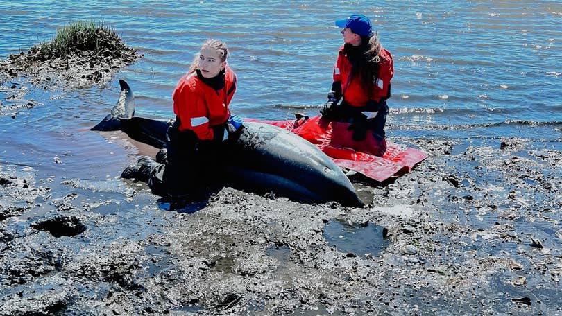 Cape Cod strands more dolphins than anywhere else. Now they're getting  their own hospital – WATE 6 On Your Side