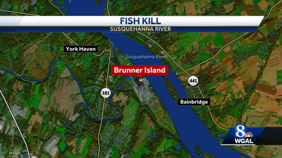 Hundreds of fish found dead in Susquehanna River in York County