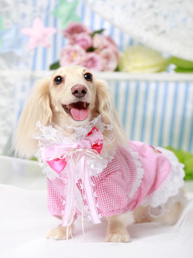 バニラちゃんさん専用 ゼクス