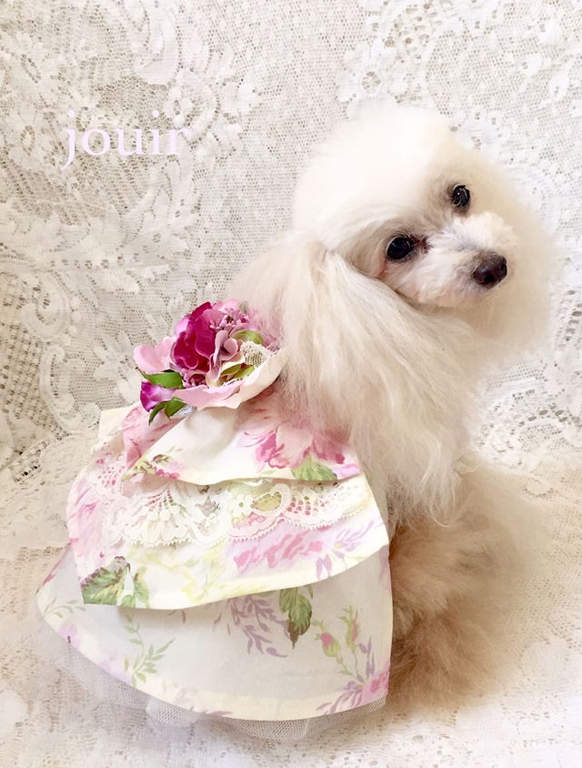大人気ブランド ジュイール の看板犬