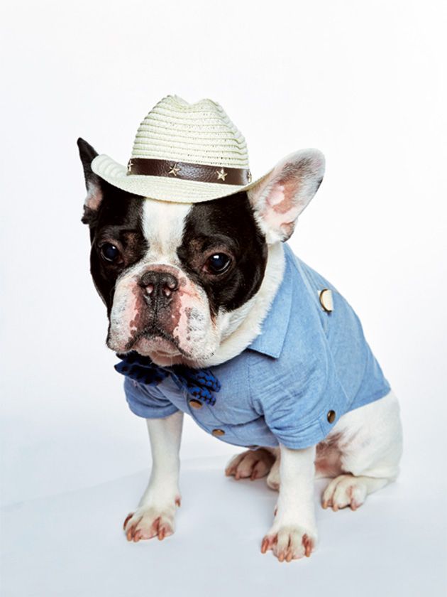 蝶と犬 楽天市場】【最大1万円オフクーポン！※要LINE条件達成＆最大400