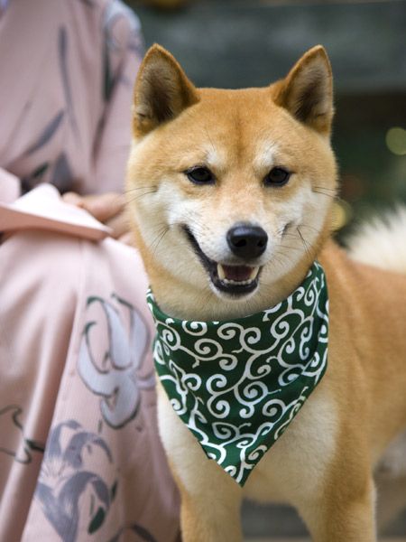 ワンちゃんスナップ 唐草模様が似合うニッポンの犬