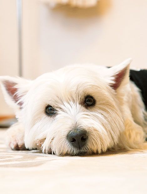 イギリスの血筋を受け継いだセレブ犬