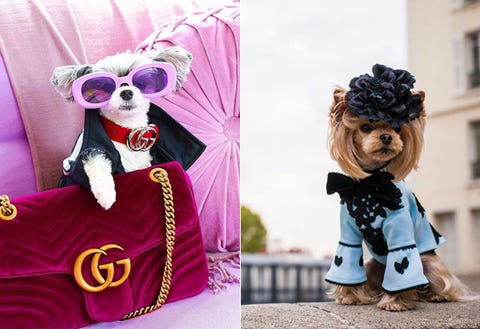 エレdog 25ans ヴァンサンカン