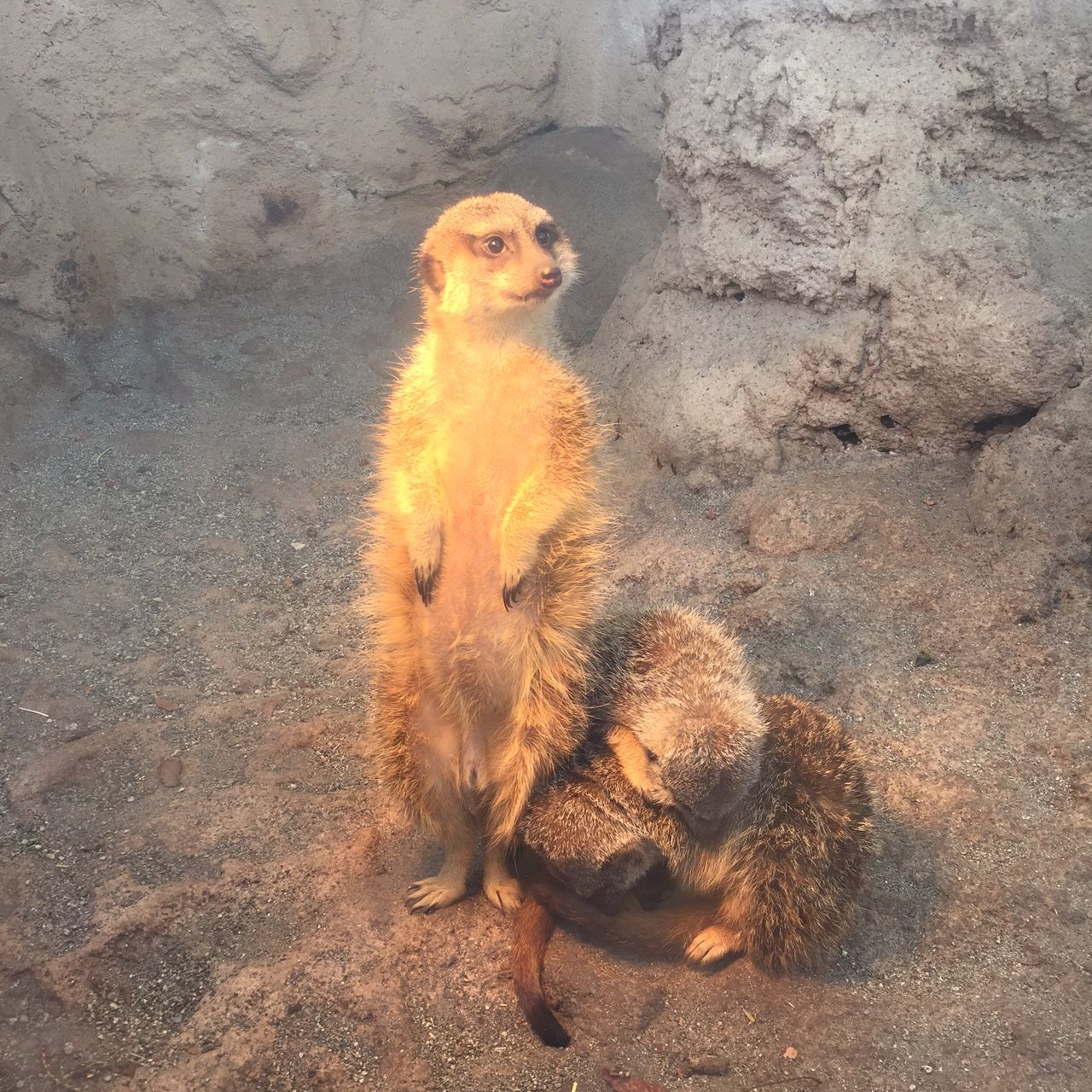 ご利益ありそう ミーアキャットの太陽礼拝