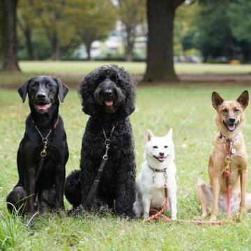 Dog breed, Dog, Carnivore, Vertebrate, Sporting Group, Companion dog, Dog supply, Pet supply, Snout, Working animal, 