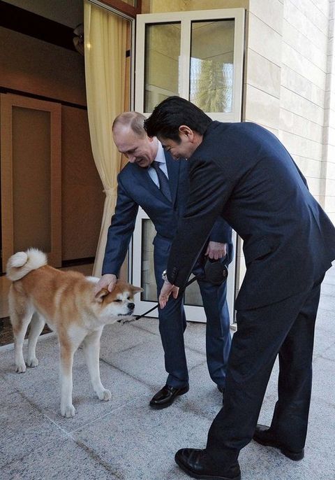 緊急企画 プーチン大統領の秋田犬 ゆめ に夢中